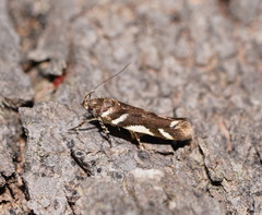 Macrobathra heminephela