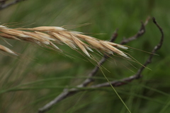 Trisetum turcicum