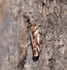 Macrobathra heminephela