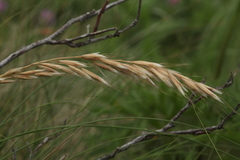 Trisetum turcicum