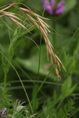 Trisetum turcicum