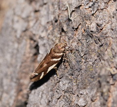 Macrobathra heminephela