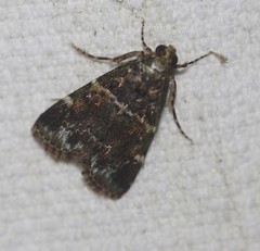Orthaga atribasalis