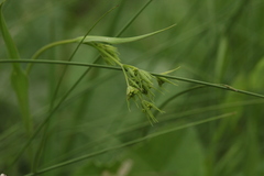 Bupleurum polyphyllum