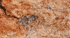 Monosteira unicostata