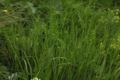 Bupleurum polyphyllum