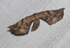 Parepisparis excusata