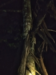 Gekko gecko