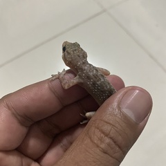 Hemidactylus murrayi