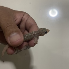 Hemidactylus murrayi