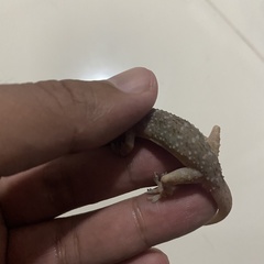 Hemidactylus murrayi