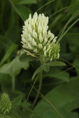 Trifolium canescens