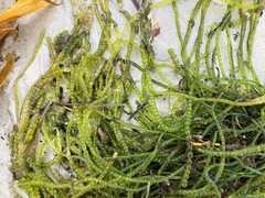 Chaetomorpha coliformis