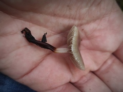 Marasmius wynneae