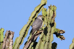 Accipiter badius polyzonoides