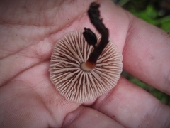 Marasmius wynneae