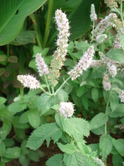 Mentha × rotundifolia