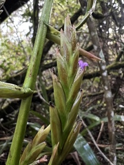 Tillandsia denudata