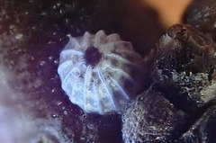 Allophyes oxyacanthae