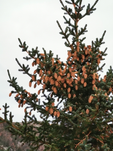 Picea × lutzii, photograph 4