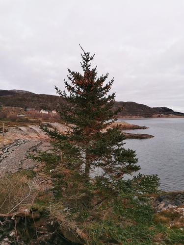 Picea × lutzii, photograph 5