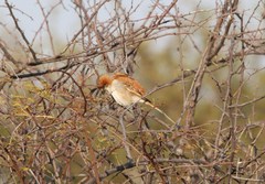 Passer motitensis
