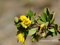 Berberis morrisonensis