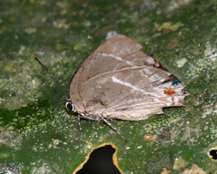 Strephonota strephon