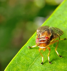 Scholastinae
