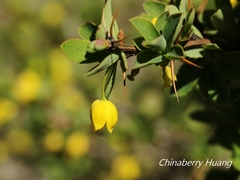 Berberis morrisonensis