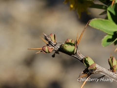 Berberis morrisonensis