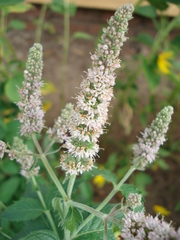 Mentha × rotundifolia