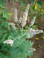 Mentha × rotundifolia