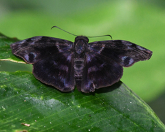 Ebrietas infanda