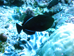 Melichthys indicus