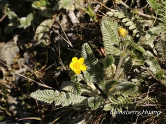 Argentina tugitakensis