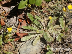 Argentina tugitakensis