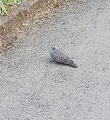 Streptopelia lugens