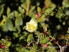Rosa sericea morrisonensis