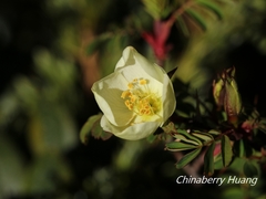 Rosa sericea morrisonensis
