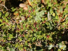 Rosa sericea morrisonensis