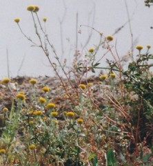 Anacyclus valentinus