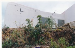 Anacyclus valentinus