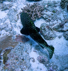 Epinephelus chlorostigma
