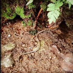 Platyceps bholanathi