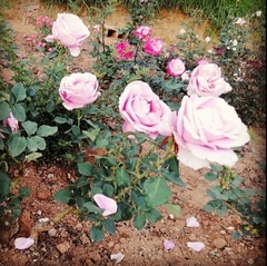 Rosa