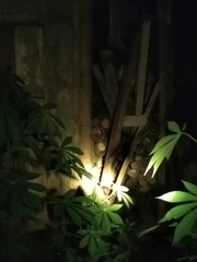 Gekko gecko
