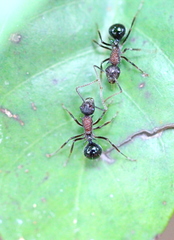 Polyrhachis rufipes