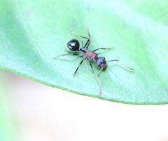 Polyrhachis rufipes