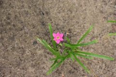 Zephyranthes rosea
